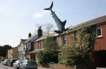 القرش الأبيض غاطسا في سطح المنزل