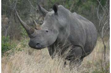 وحيد القرن