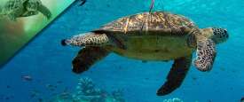 ارتفاع درجات الحرارة لا يساعد على إنجاب الذكور من السلاحف البحرية