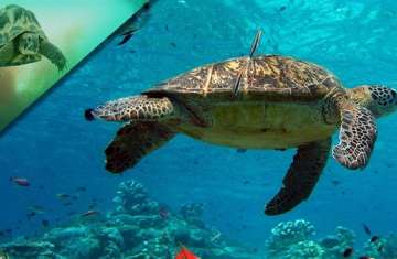 ارتفاع درجات الحرارة لا يساعد على إنجاب الذكور من السلاحف البحرية