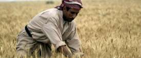 القمح 