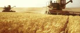 القمح 