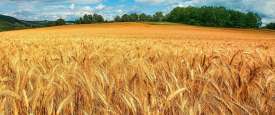 القمح 
