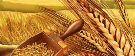 القمح 