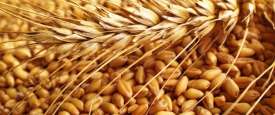 القمح