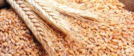 القمح 
