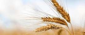 القمح 