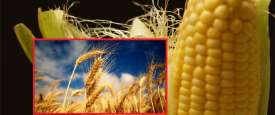  الذرة والشعير  