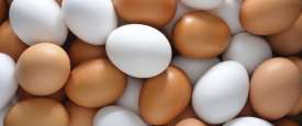 بيض 
