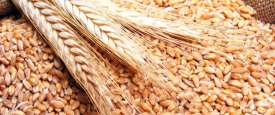 القمح 