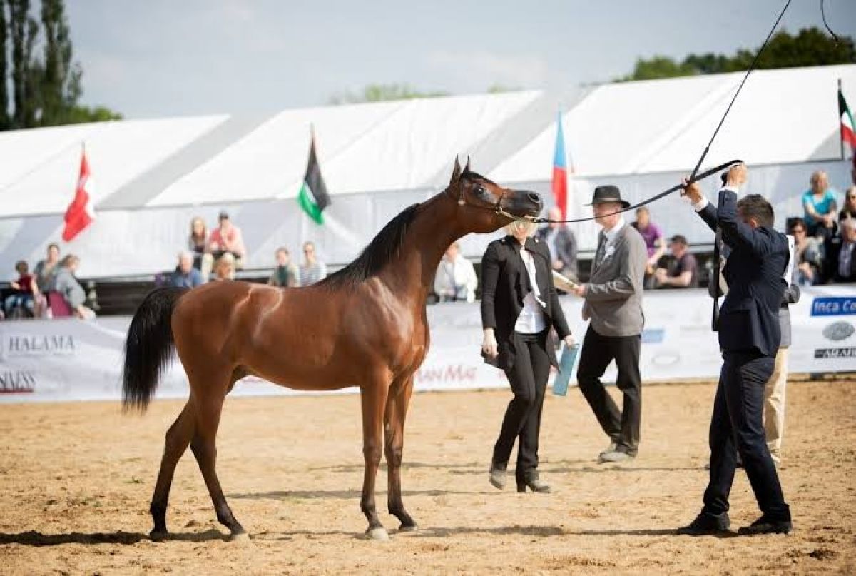 انطلاق منافسات بطولة عجمان لجمال الخيل العربي