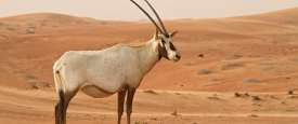 المها العربي