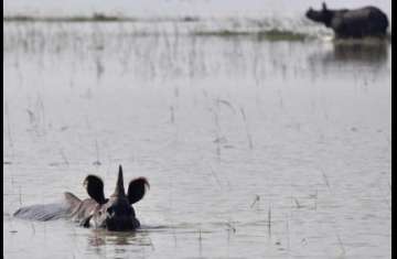 حيوانات محمية شهيرة تتعرض للموت من الفيضانات فى الهند