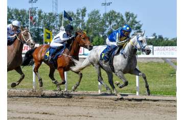 Horse Flat Racing Festival