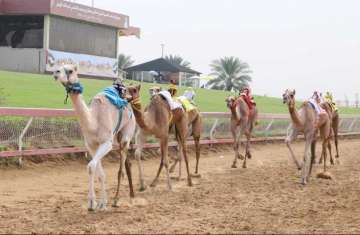 Strong start to Sharjah Ruler's Purebred Arabian Camel Festival