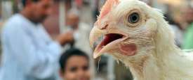 أنفلونزا الطيور