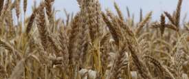 القمح 