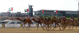  Camel Racing