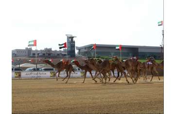  Camel Racing