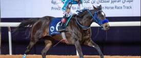 Cup World Series for Purebred Arabian Horses