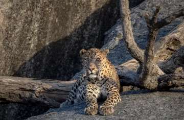 A leopard on a rock, Rajasthan
