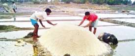 Salt Farmers in Bangladesh