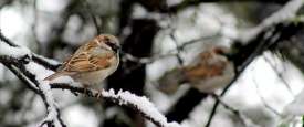  sparrow