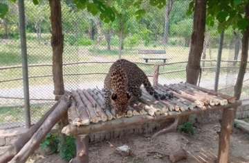 Pakistan’s critically endangered leopards in fight for survival
