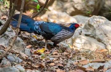 Pakistan’s rare wild 