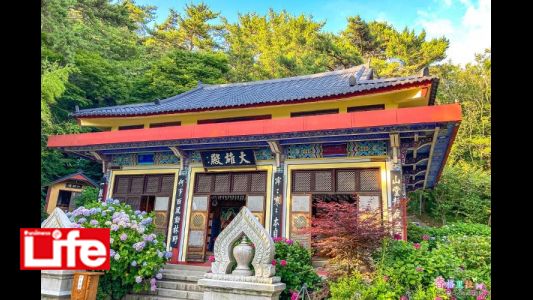 Hydrangea – A Poem from Korea