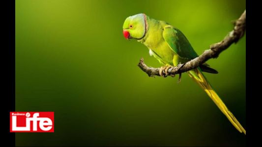 THE PARROT PROBLEM